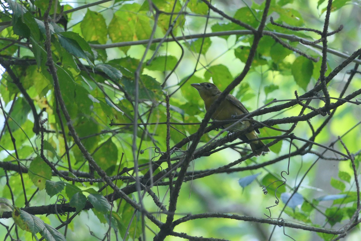 Summer Tanager - ML360638581