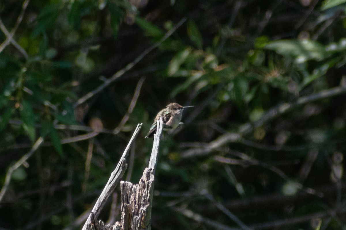 ub. kolibri (Trochilidae sp.) - ML360639881