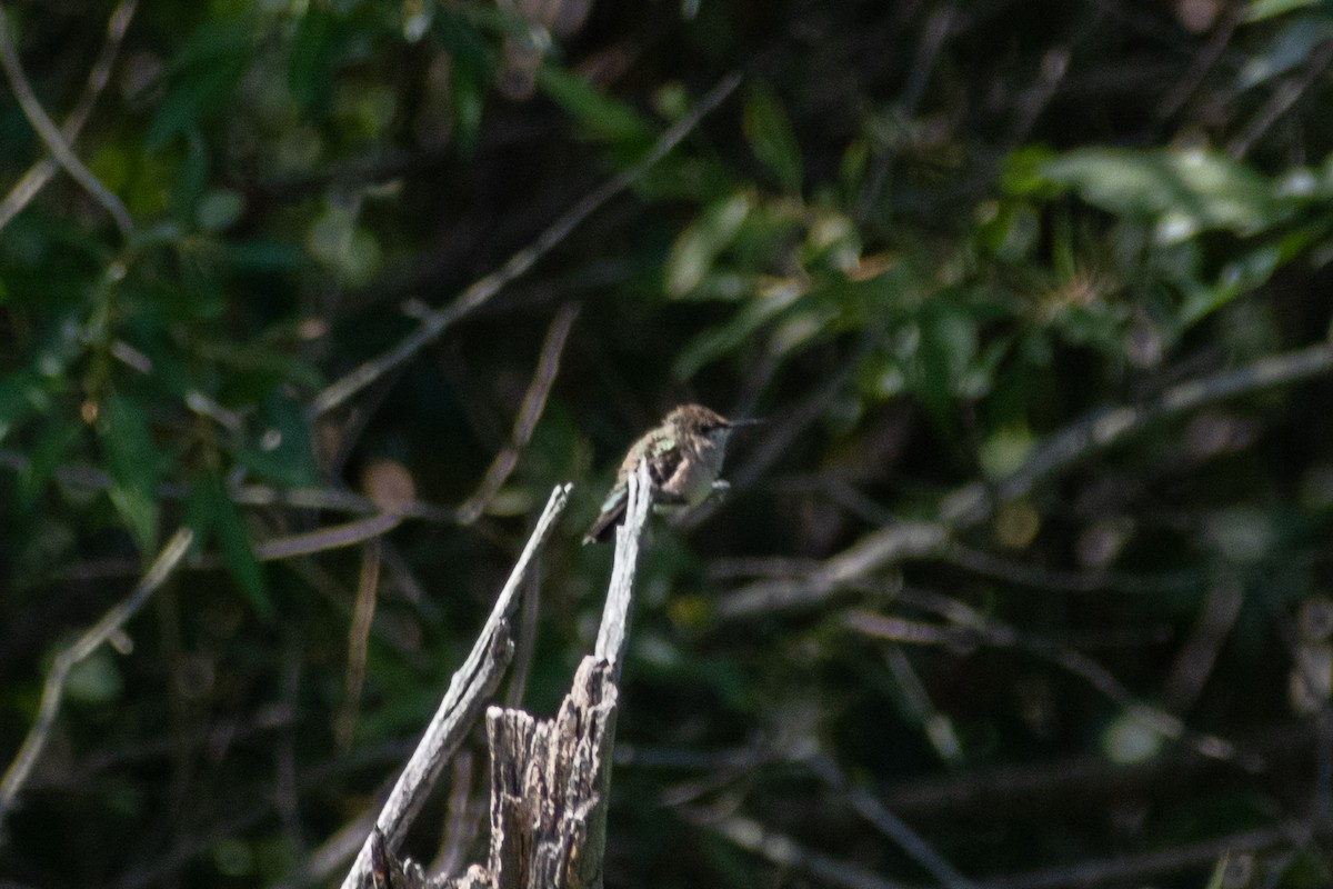 ub. kolibri (Trochilidae sp.) - ML360639891
