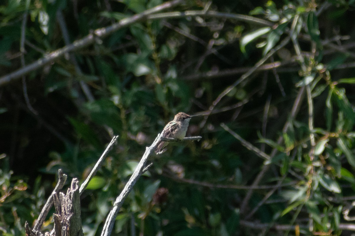 ub. kolibri (Trochilidae sp.) - ML360639901