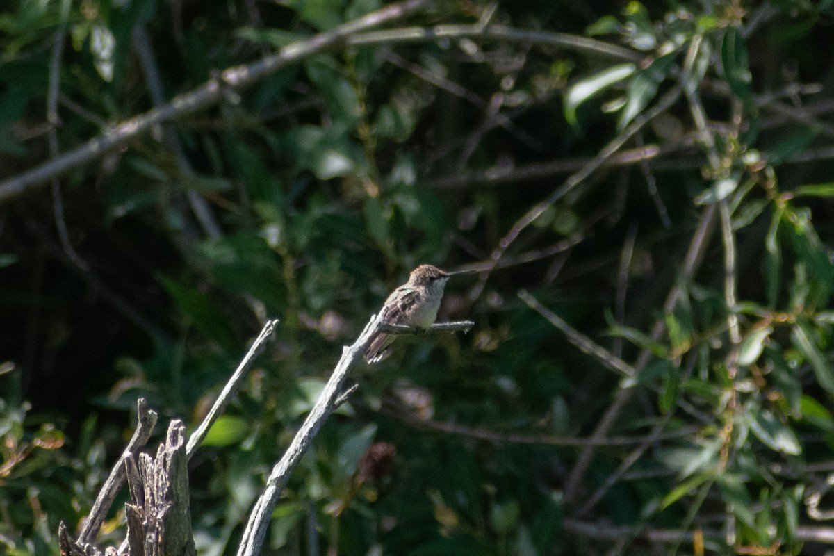 hummingbird sp. - Connor Johnson