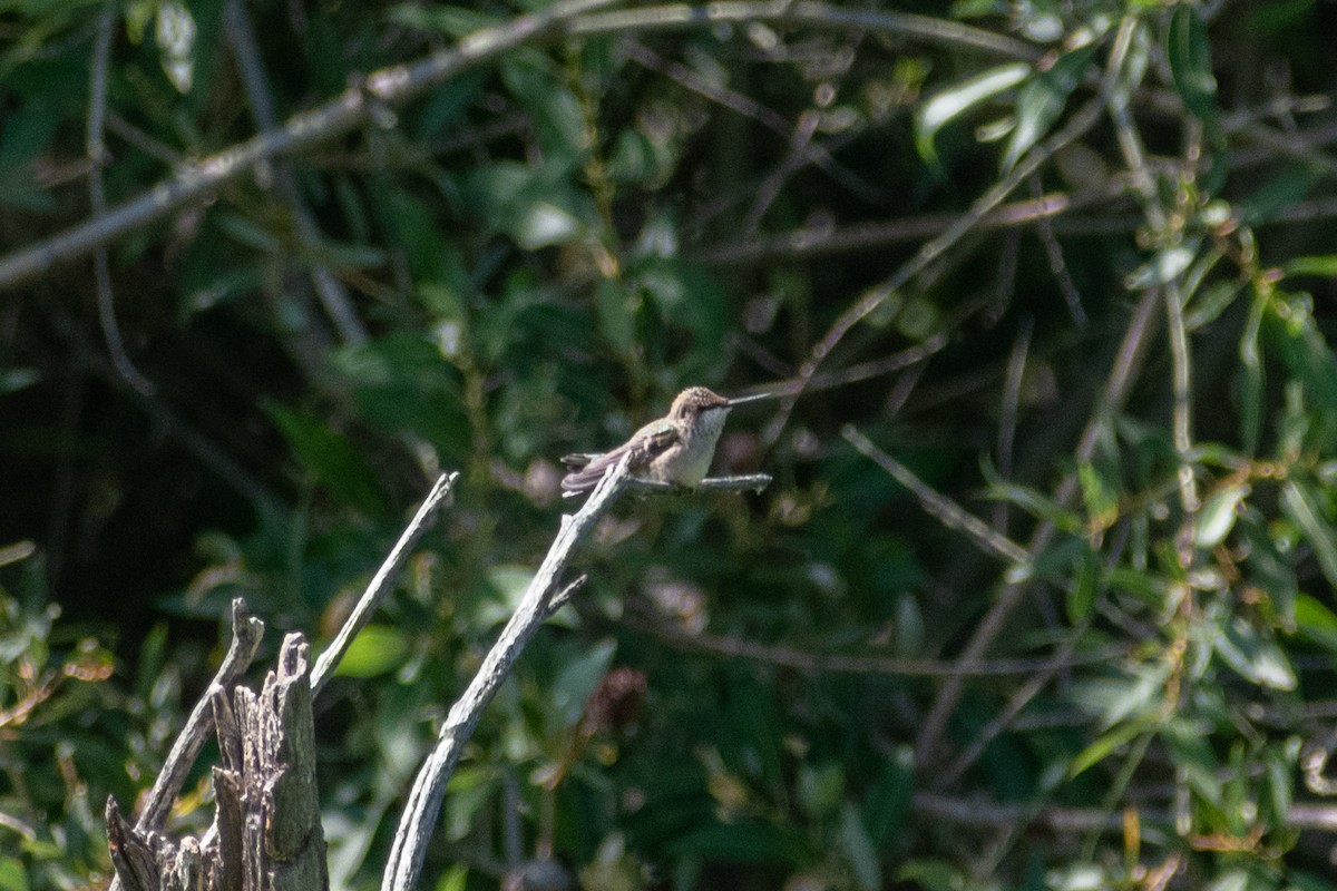 ub. kolibri (Trochilidae sp.) - ML360639931