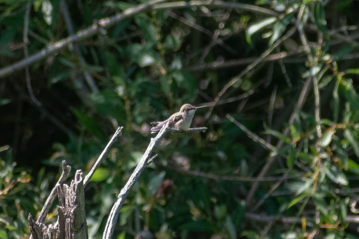 hummingbird sp. - ML360639931