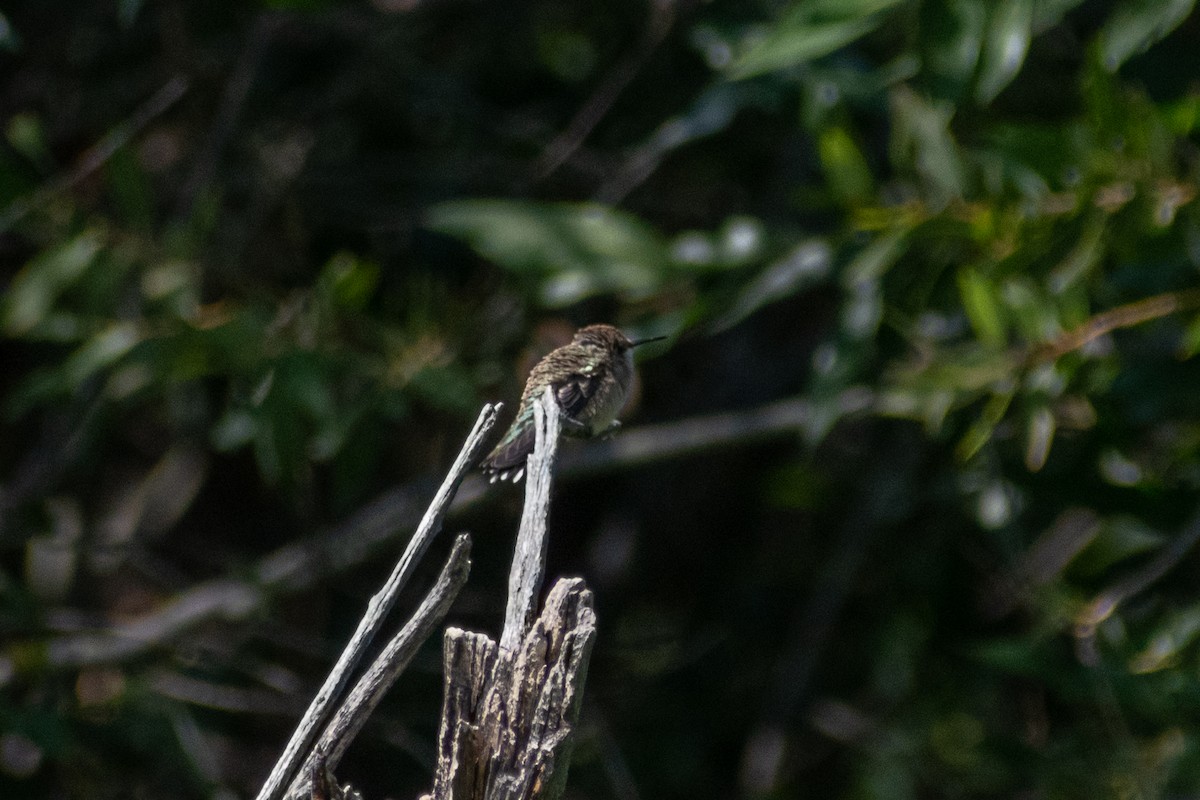 hummingbird sp. - ML360639941