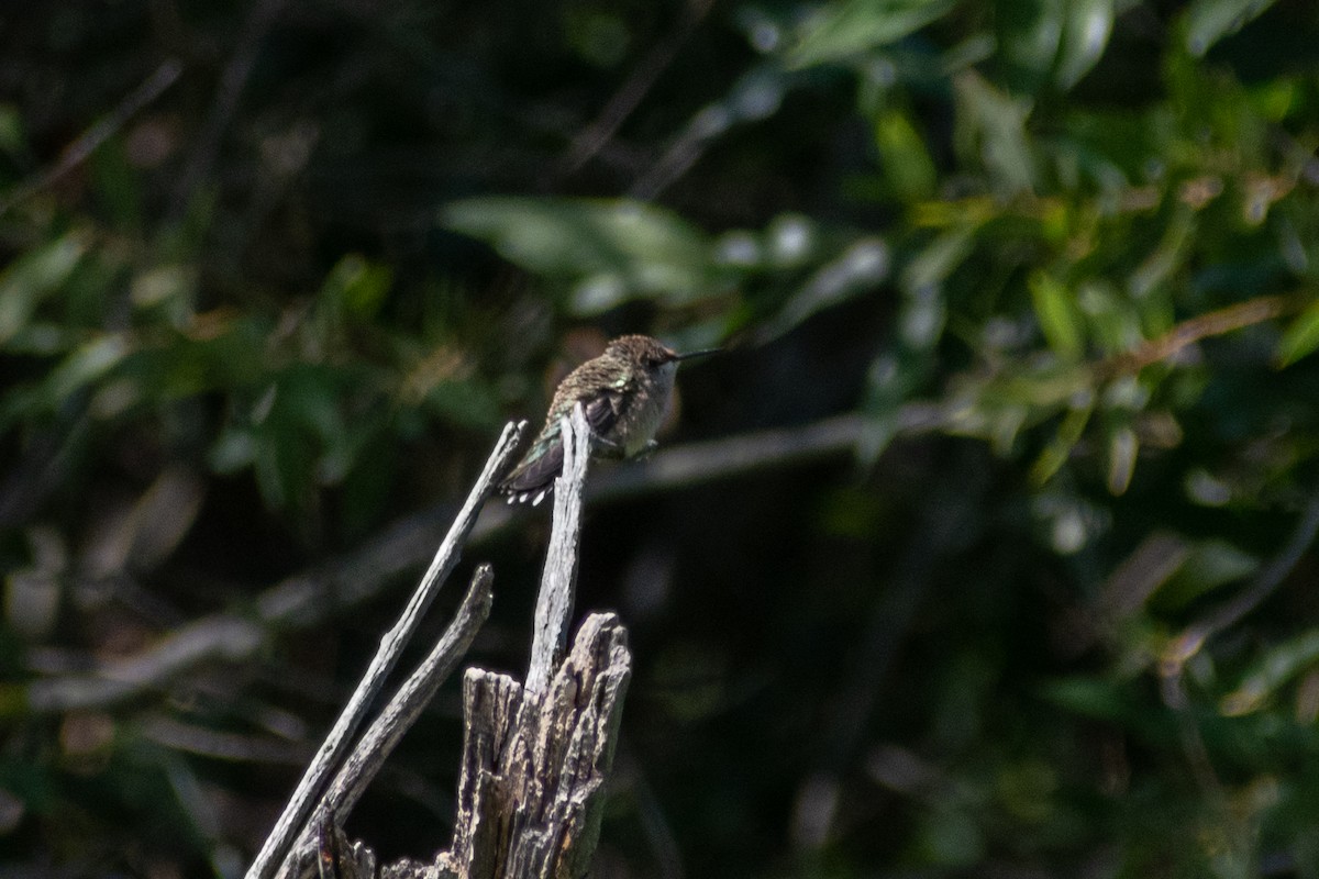 hummingbird sp. - ML360639971