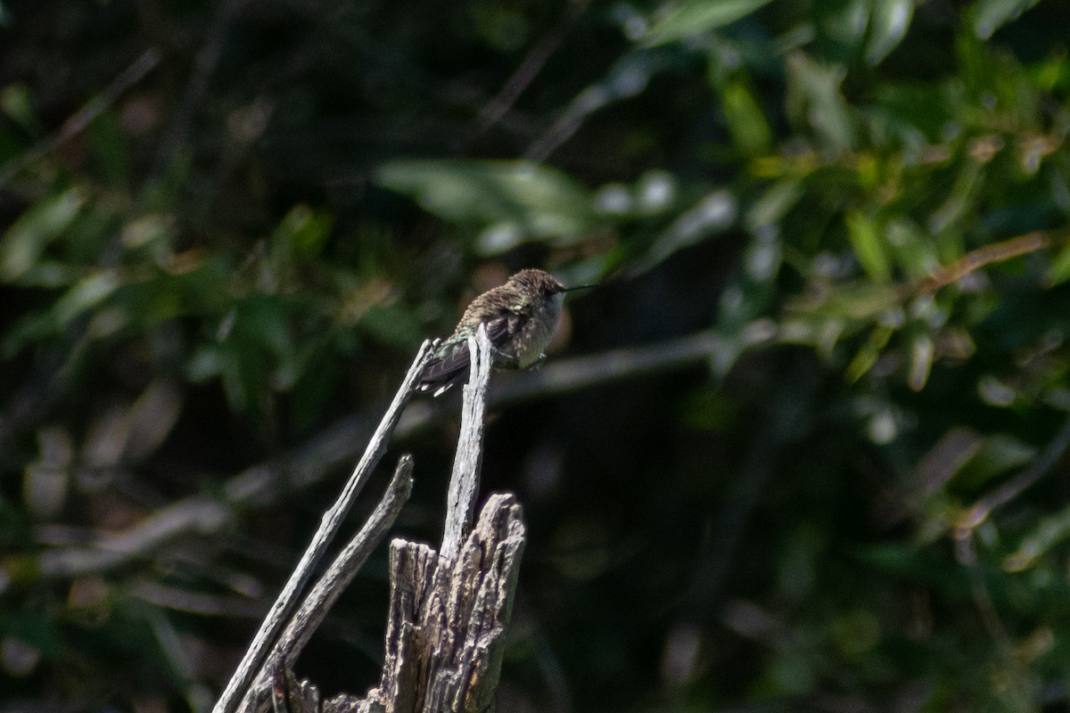 hummingbird sp. - ML360639981