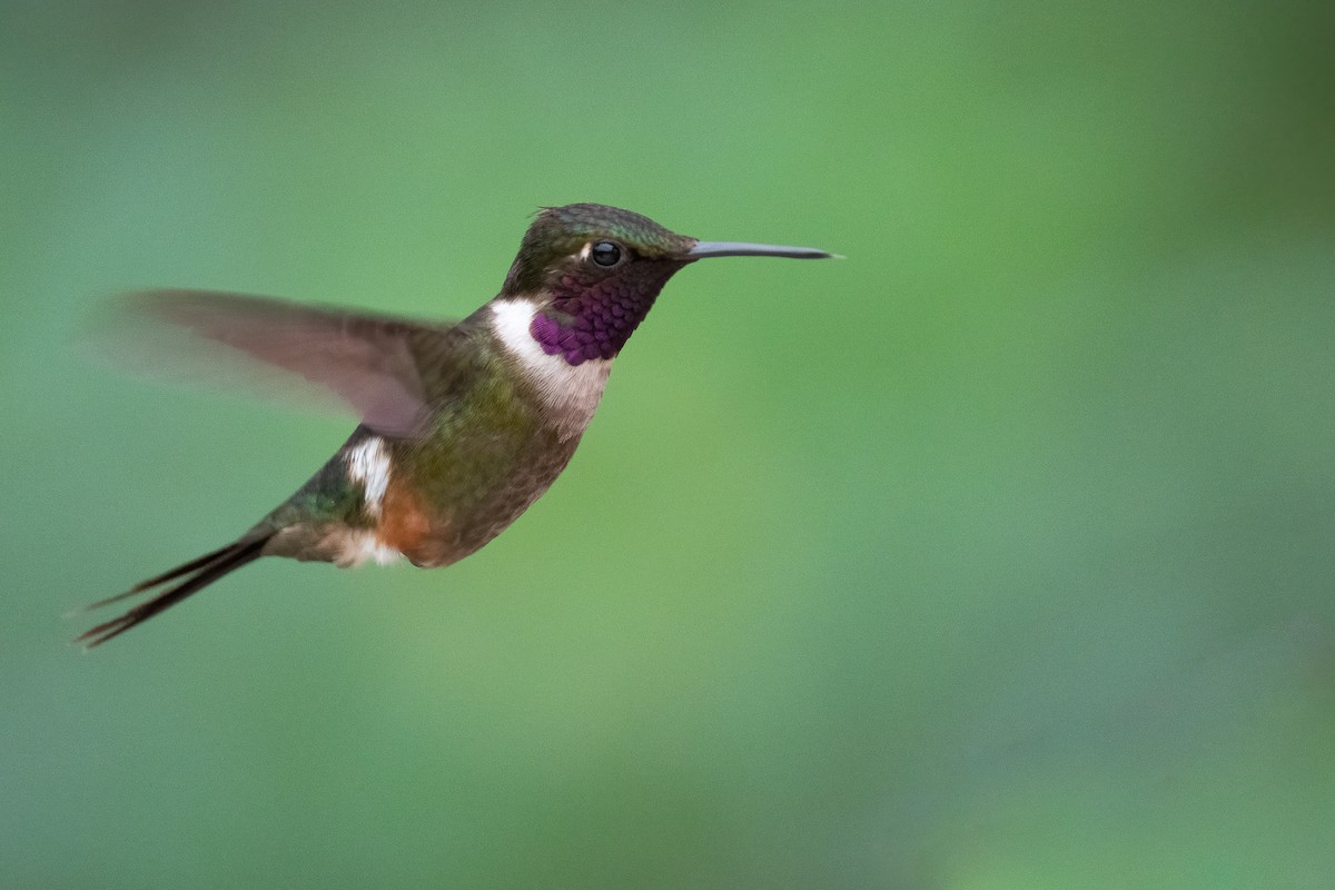 Purple-throated Woodstar - ML360640521