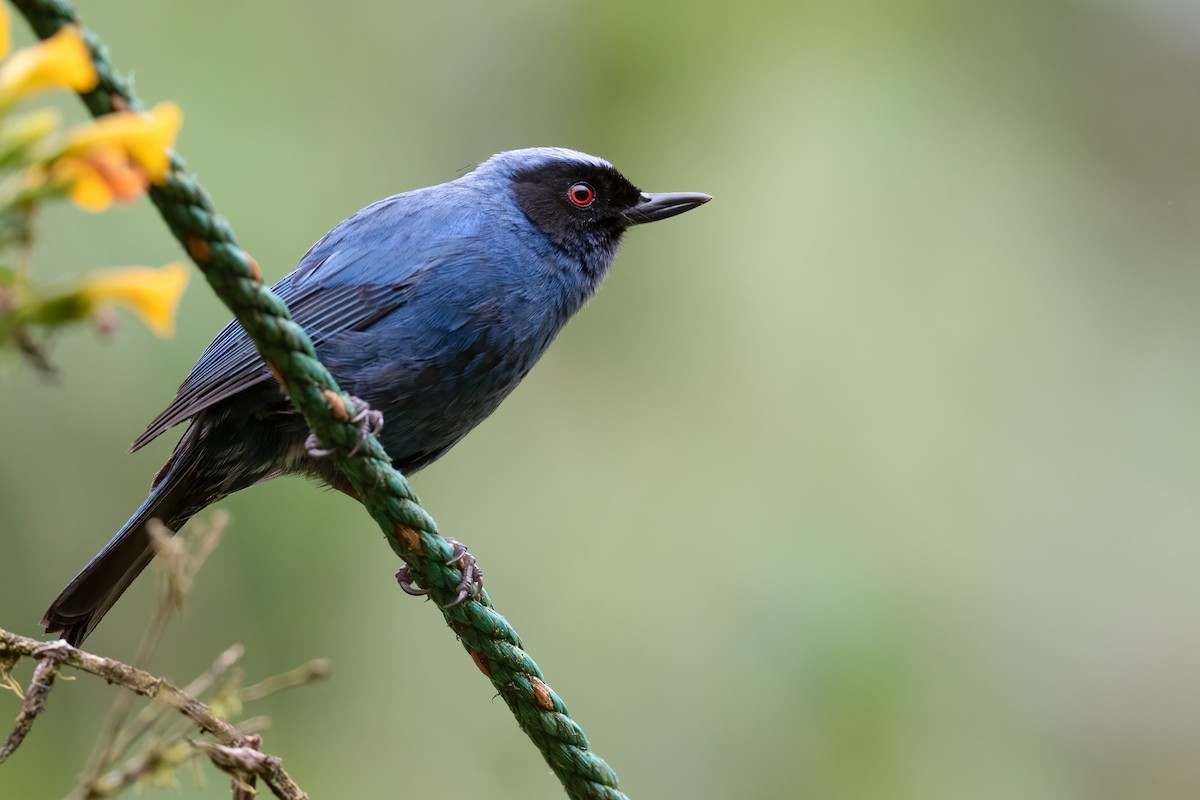 Masked Flowerpiercer - Ben  Lucking