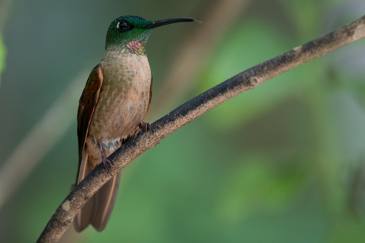 Fawn-breasted Brilliant - ML360641531