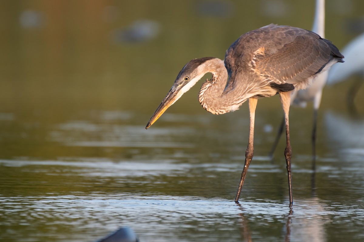 Great Blue Heron (Great Blue) - ML360642241