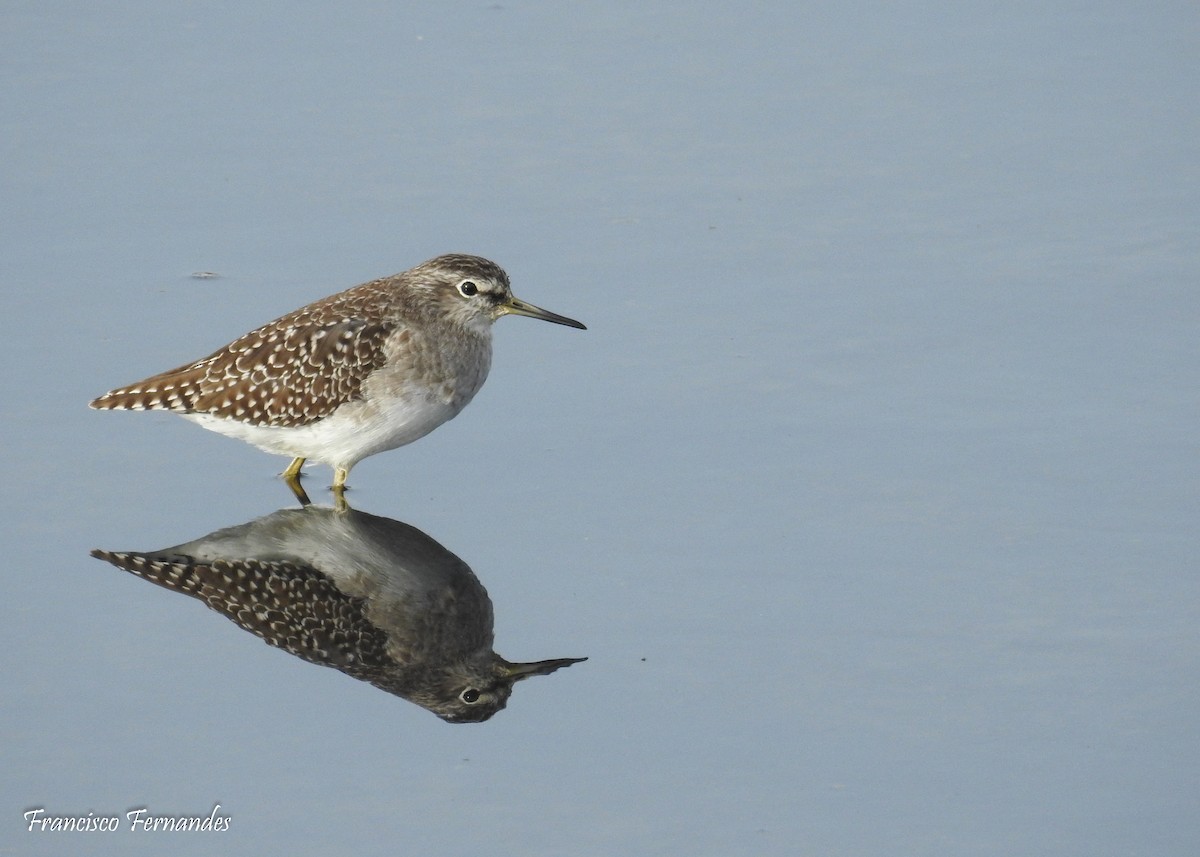 Wood Sandpiper - Francisco Fernandes