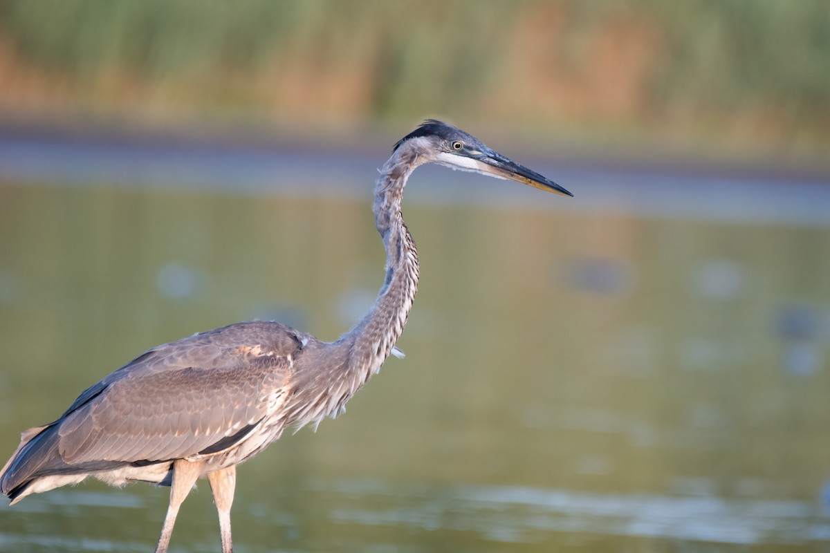 Great Blue Heron (Great Blue) - ML360642691