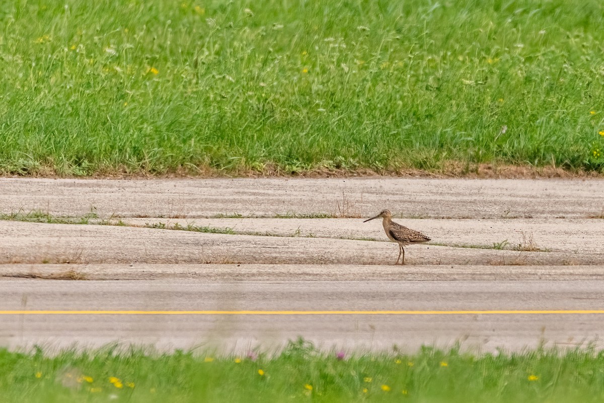 Short-billed Dowitcher - Matt Saunders