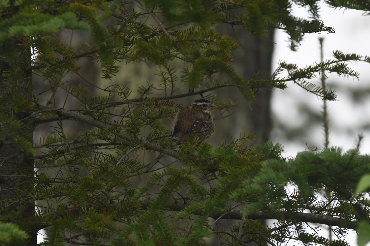 Rose-breasted Grosbeak - ML360643521