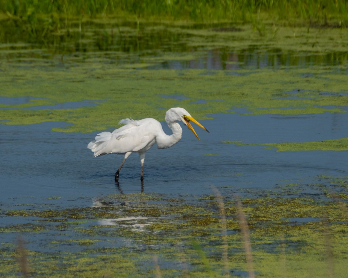 Great Egret - ML360643591