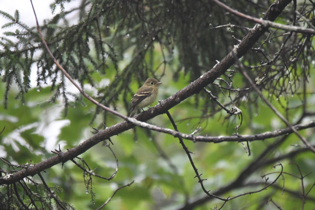 Yellow-bellied Flycatcher - ML360643711