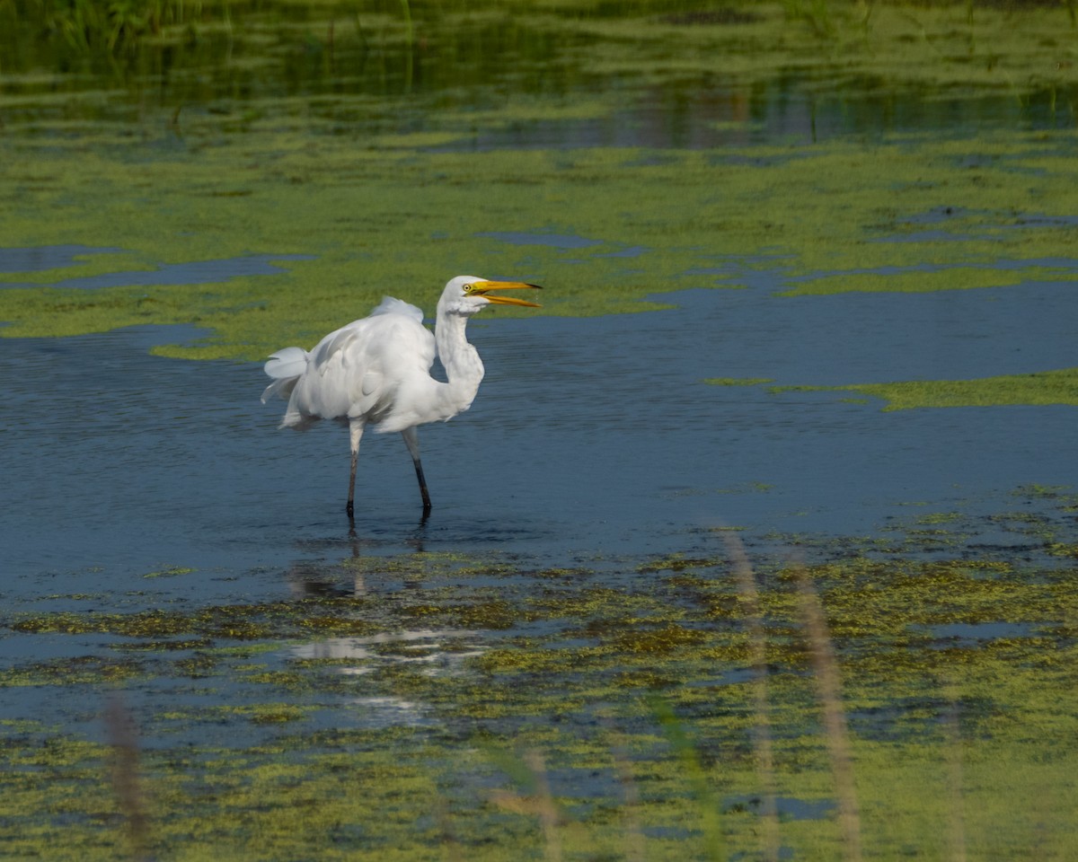 Great Egret - ML360643841