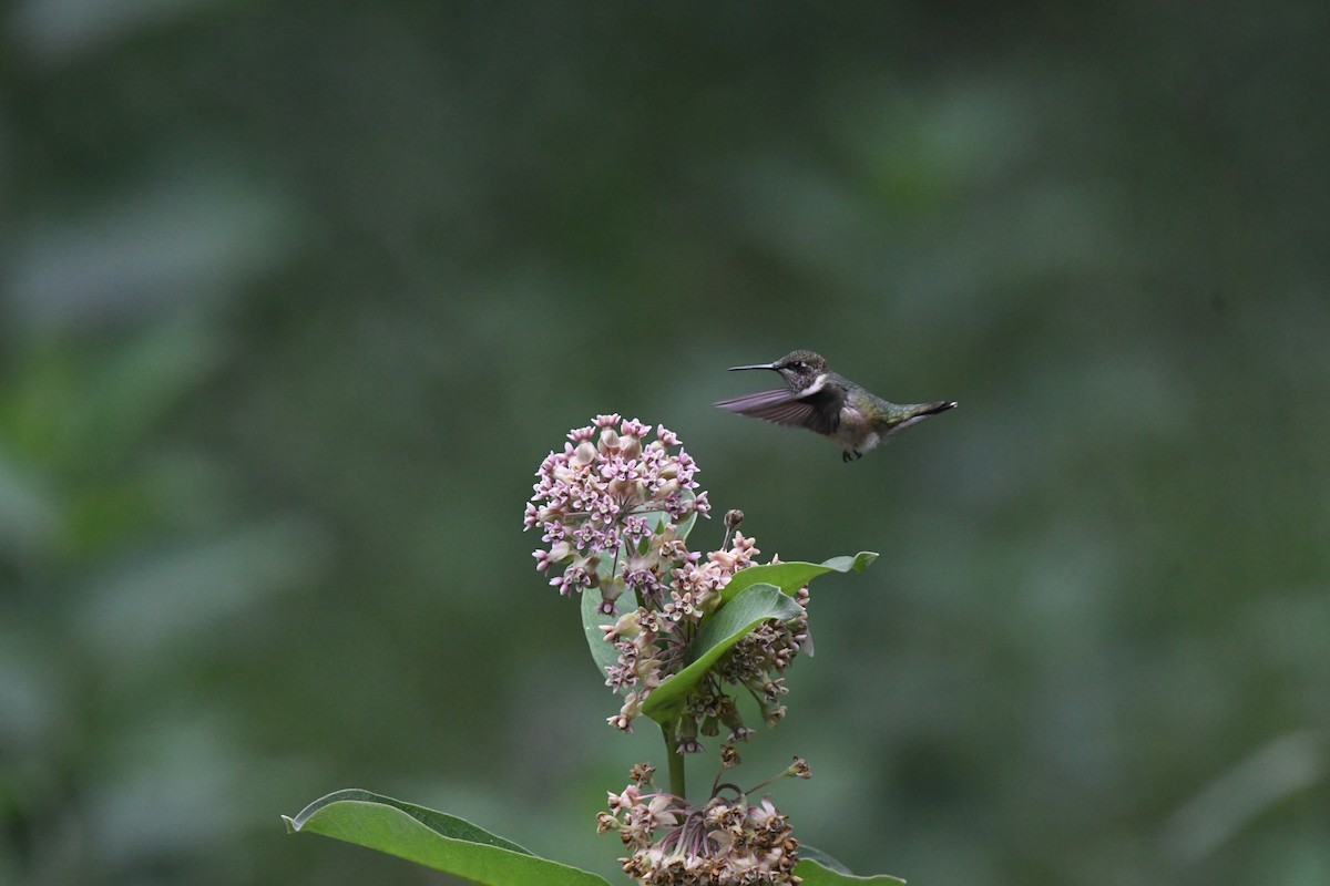 Ruby-throated Hummingbird - Ryne Rutherford