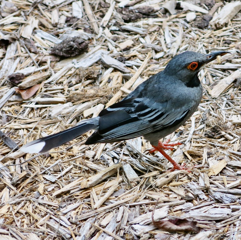 Red-legged Thrush - ML360645221