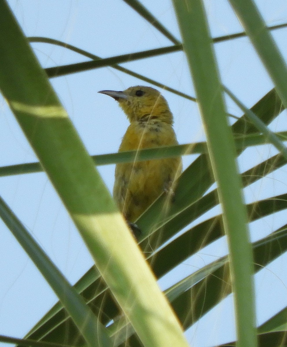 Hooded Oriole - ML360645791