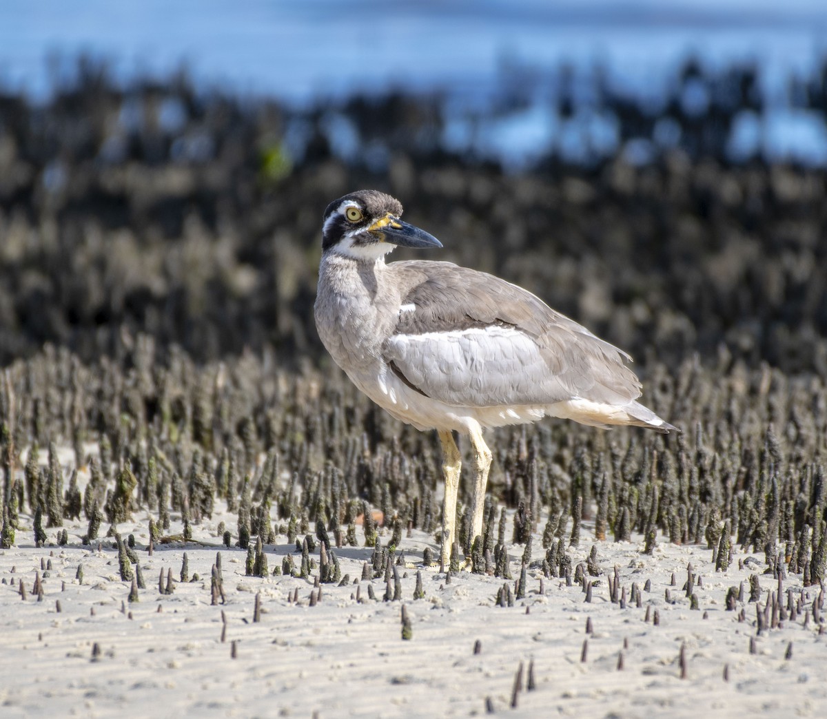 Beach Thick-knee - ML360647411