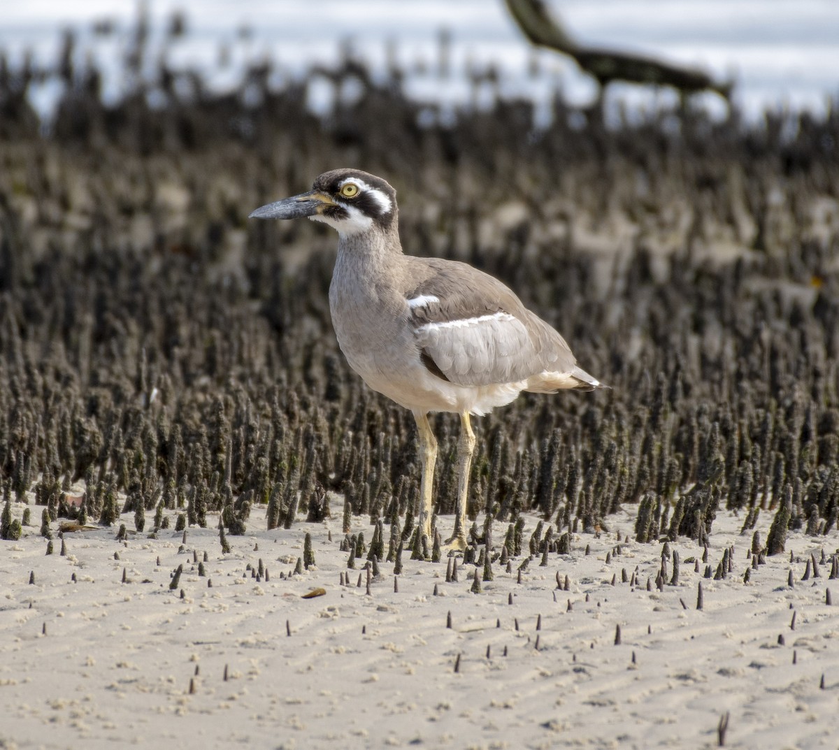 Beach Thick-knee - ML360647571