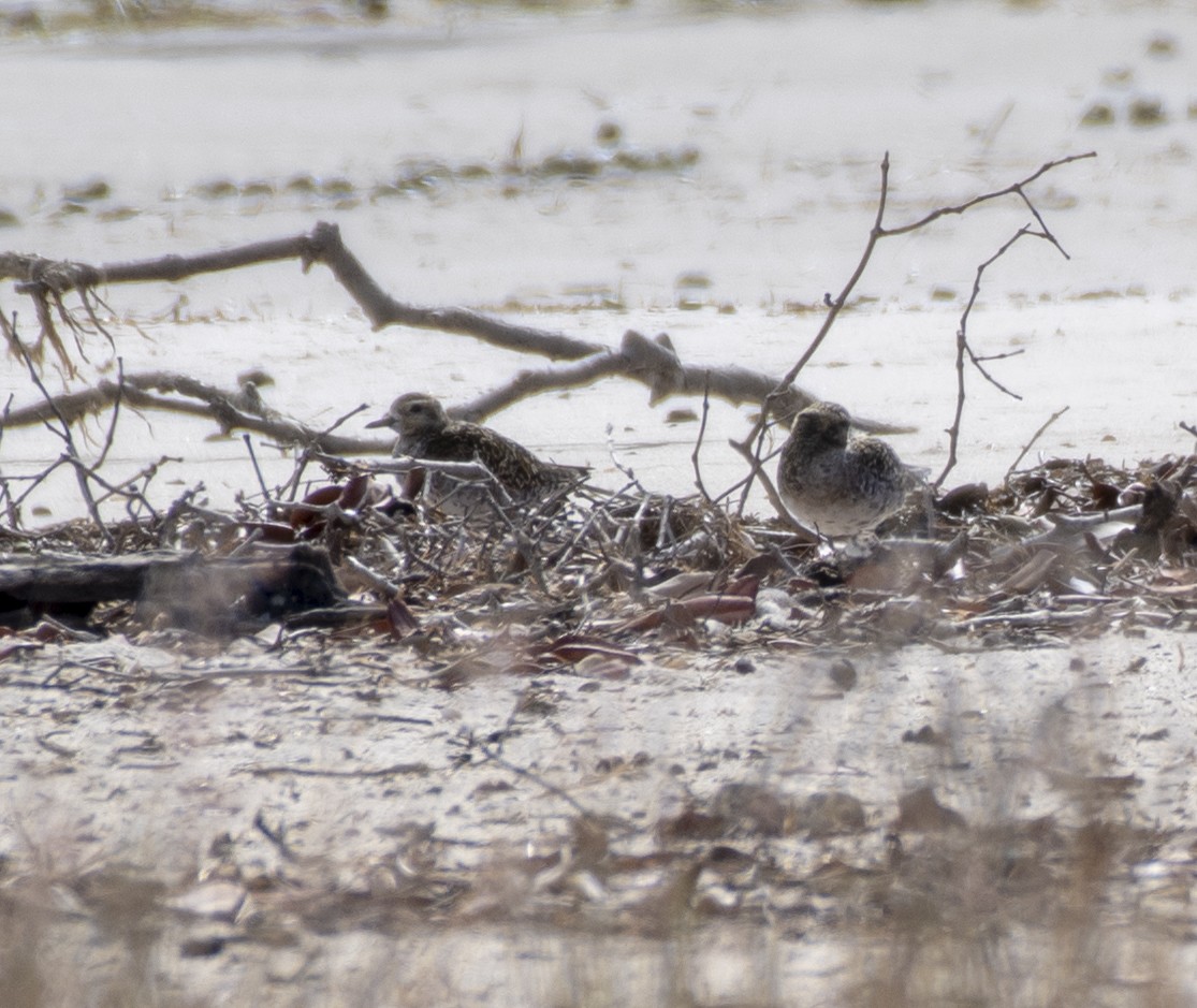 Pacific Golden-Plover - ML360647811