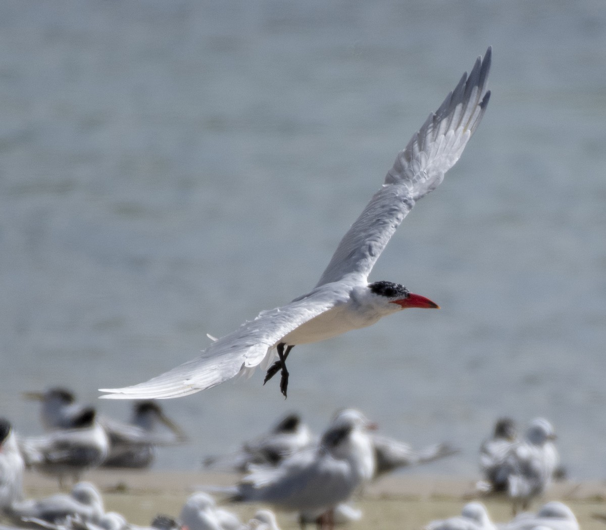 Caspian Tern - Campbell Paine