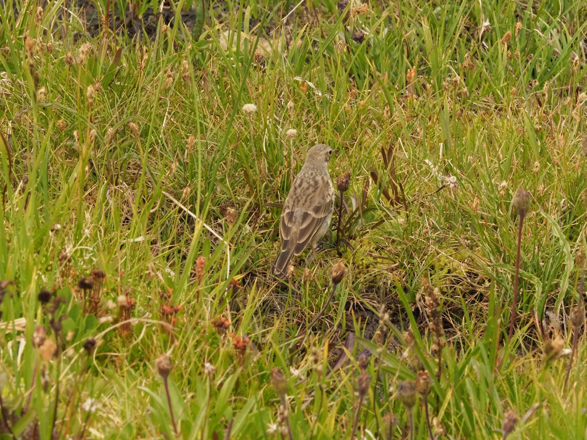 American Pipit - ML360648631