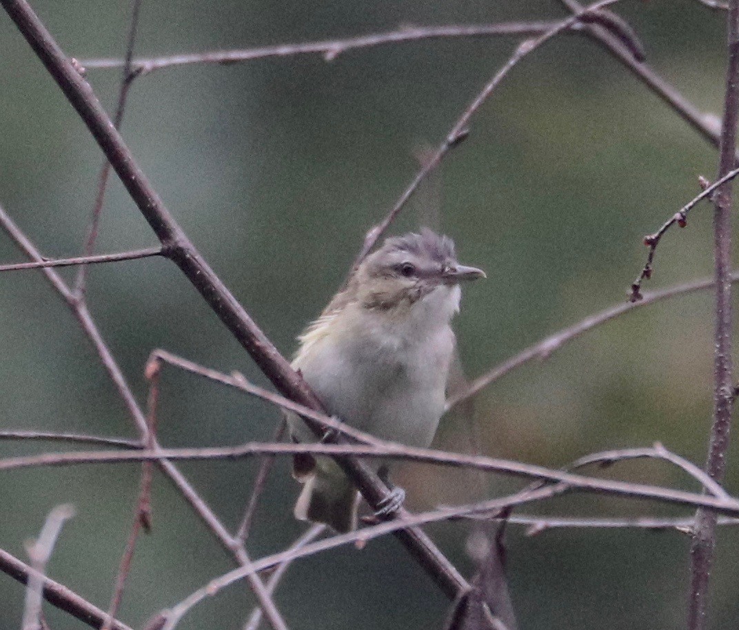 Red-eyed Vireo - ML360649141