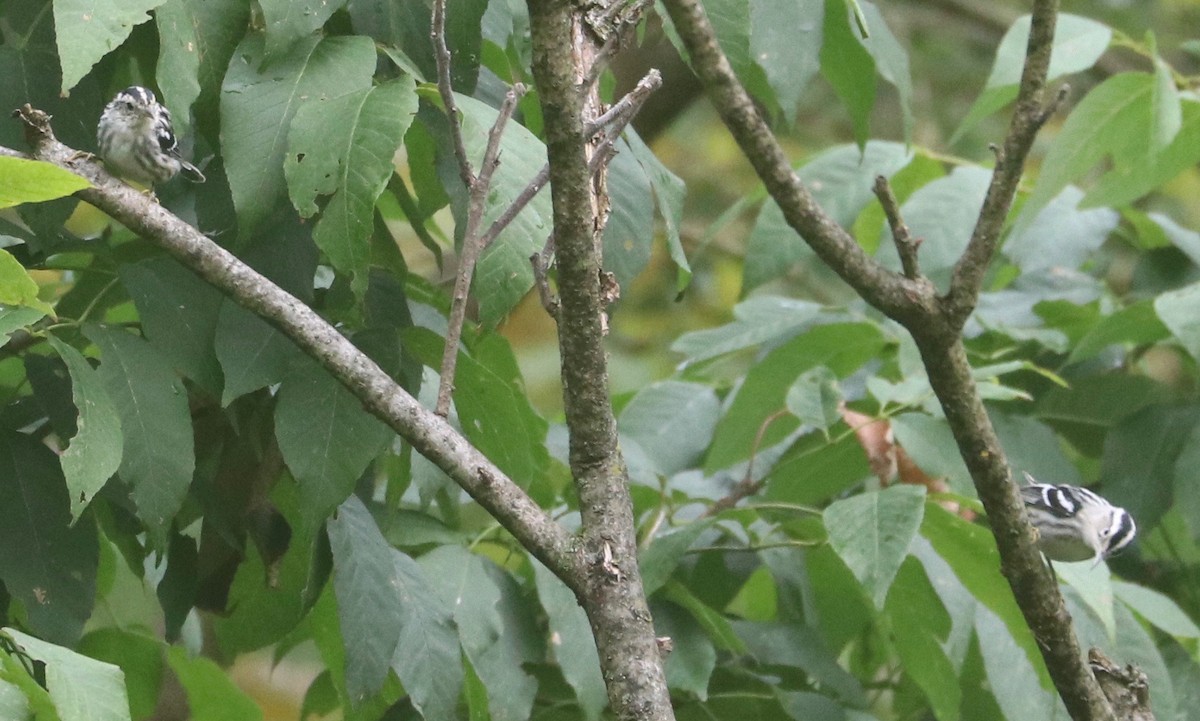 Black-and-white Warbler - ML360649271