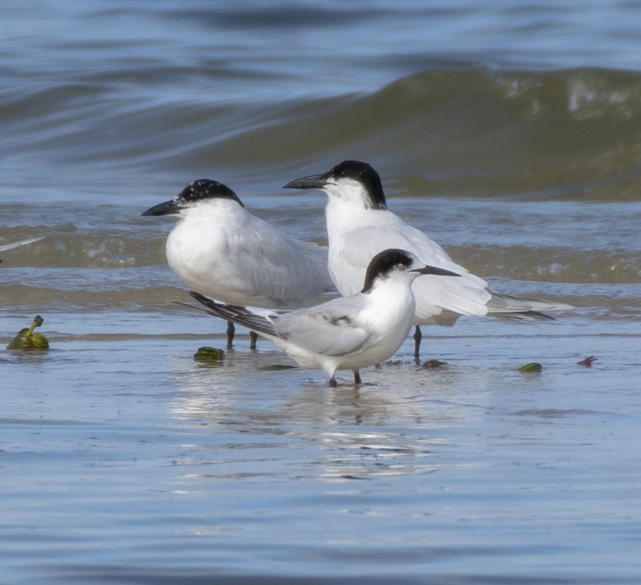 White-fronted Tern - ML360649811