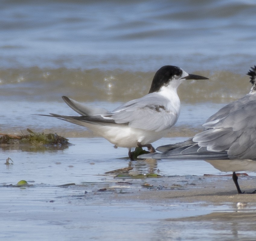 White-fronted Tern - ML360649821