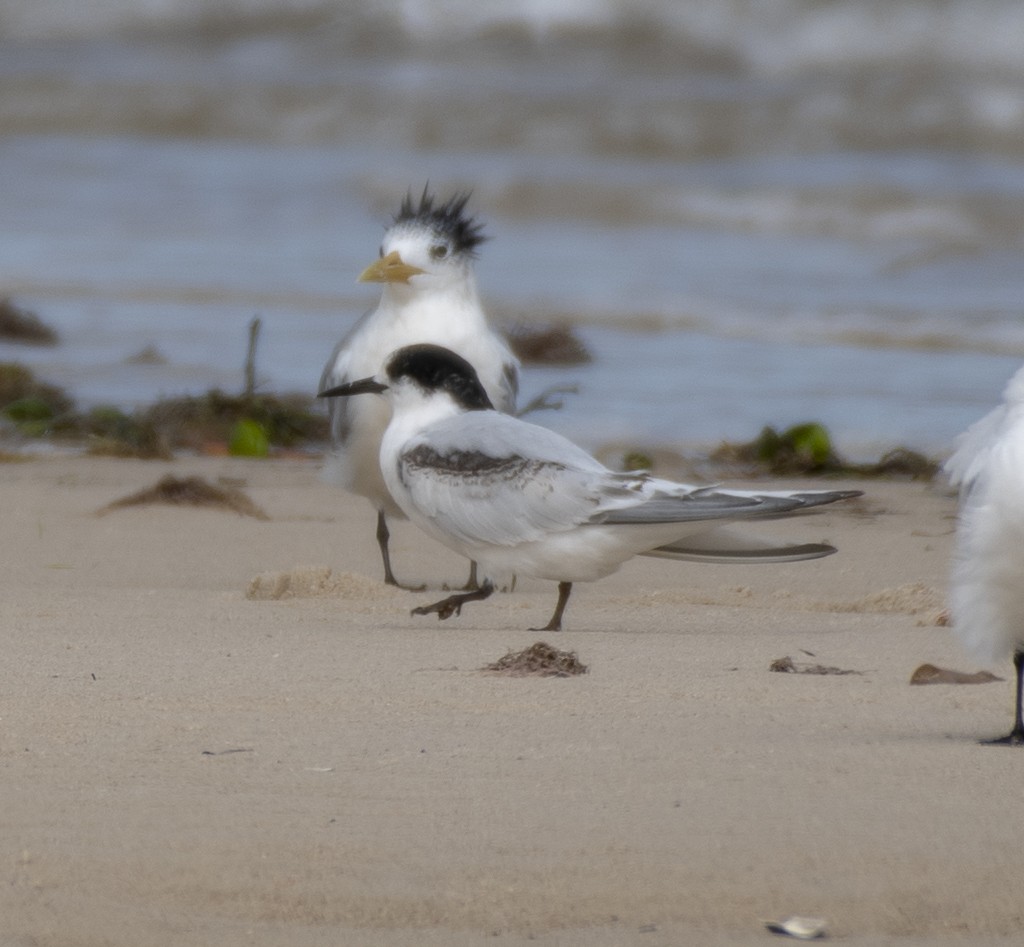 White-fronted Tern - ML360649831