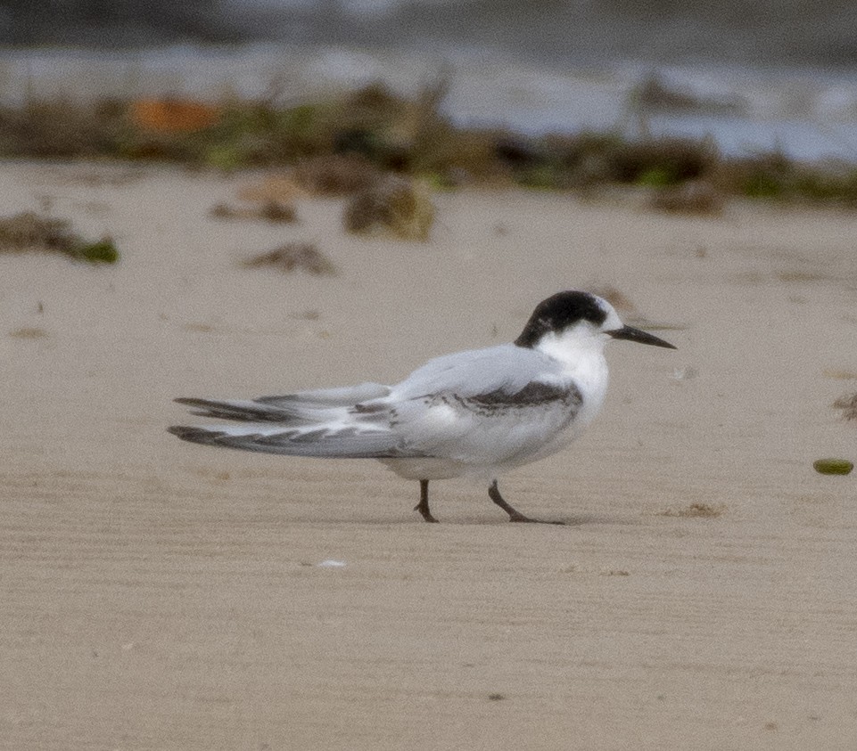 White-fronted Tern - ML360649841
