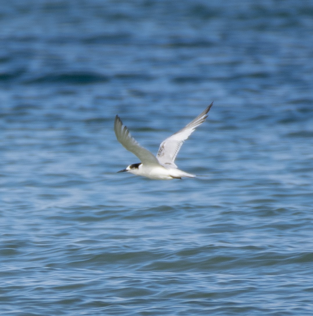 White-fronted Tern - ML360649851