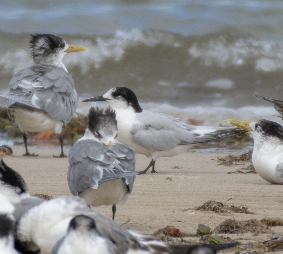 White-fronted Tern - ML360649861