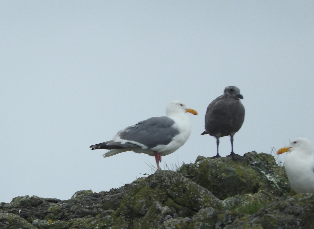 Western x Glaucous-winged Gull (hybrid) - ML360650271