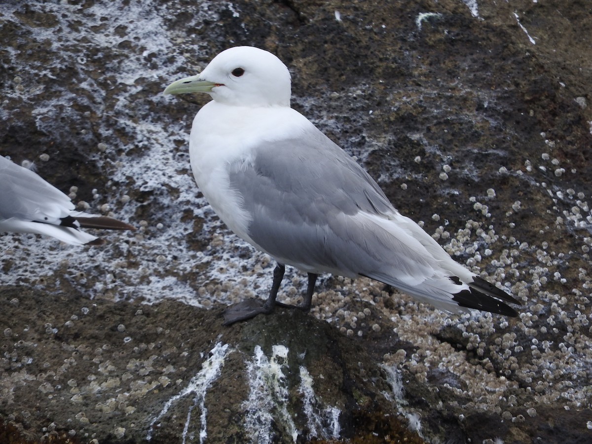 Mouette tridactyle - ML360650331