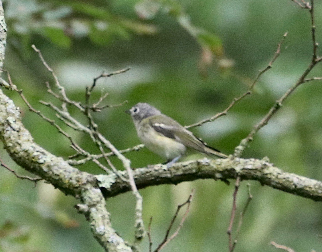 Blue-headed Vireo - ML360650731