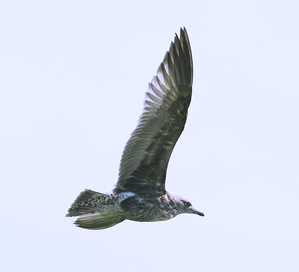 Gaviota Californiana - ML360651181