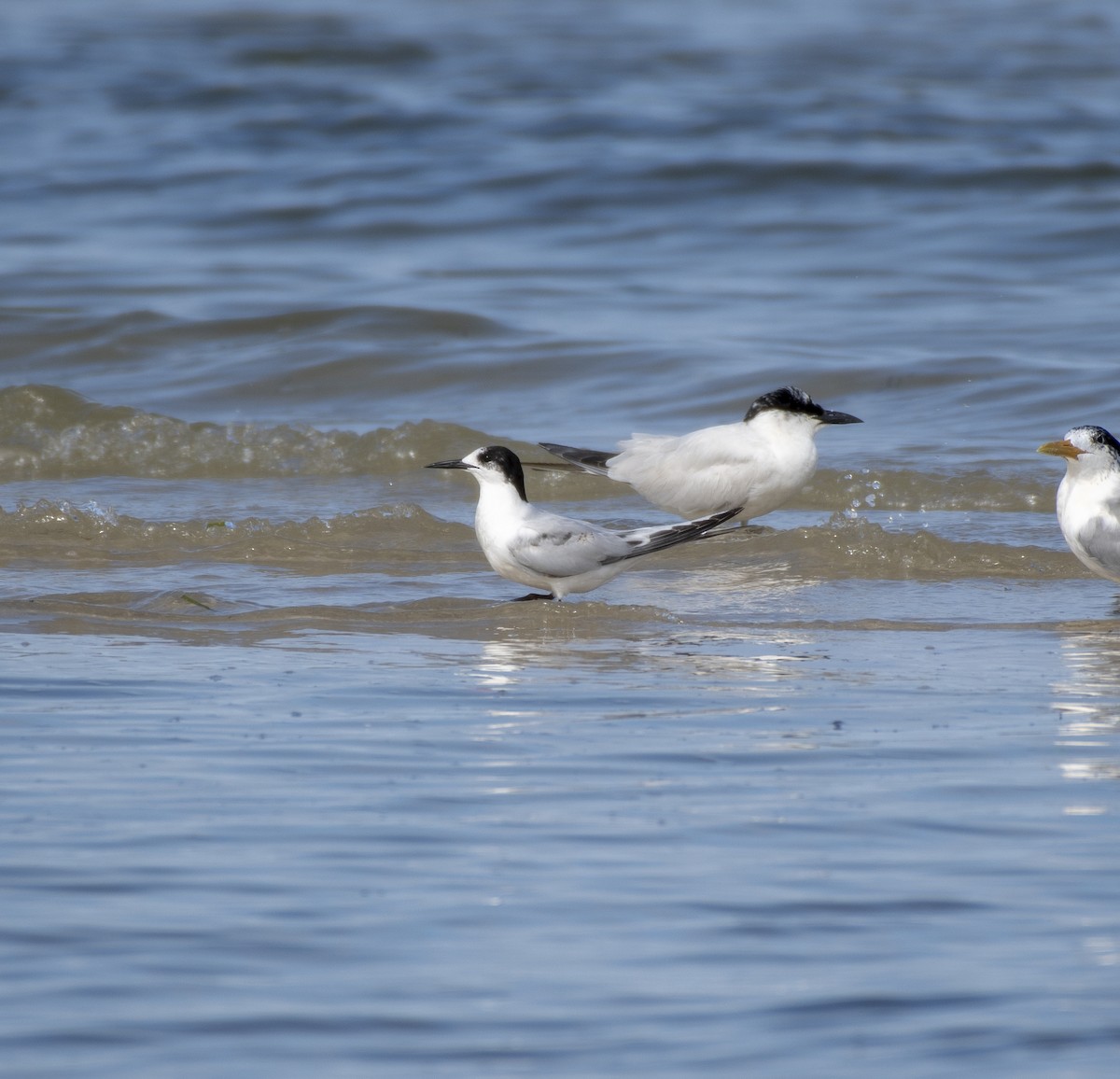 White-fronted Tern - ML360651331