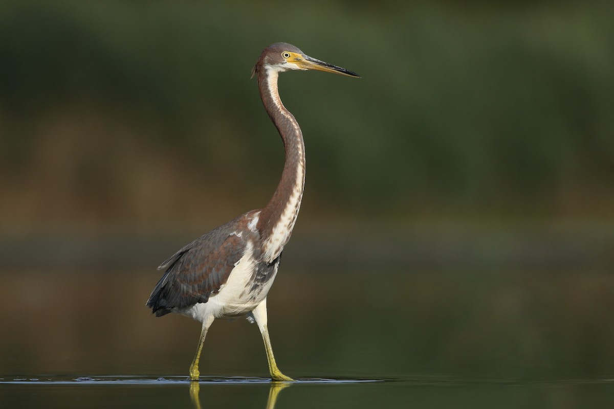 Tricolored Heron - ML360652921