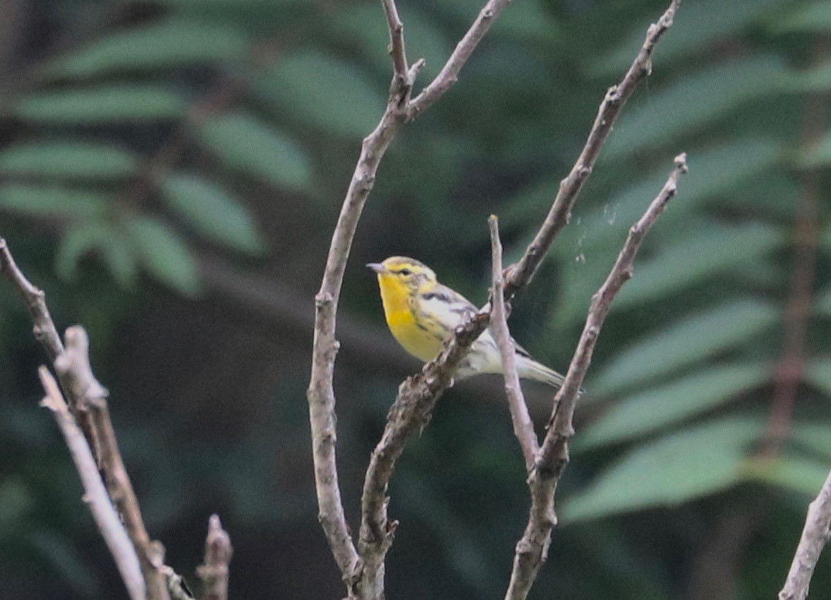 Blackburnian Warbler - ML360653031