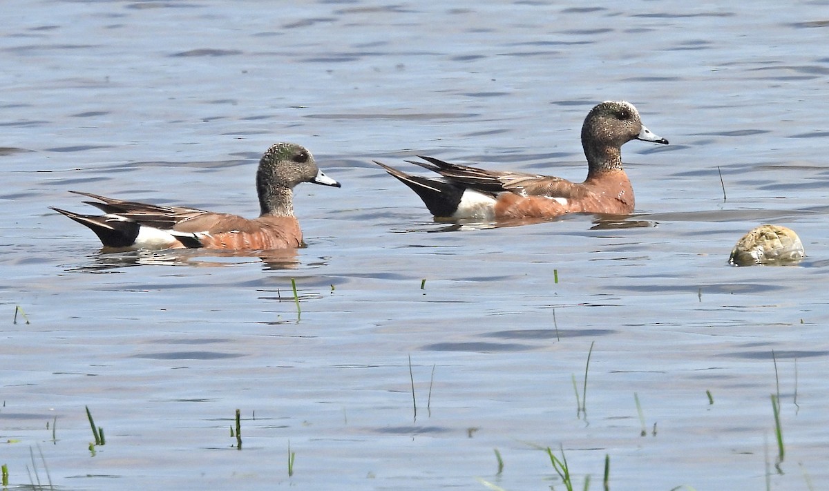 American Wigeon - ML360653371