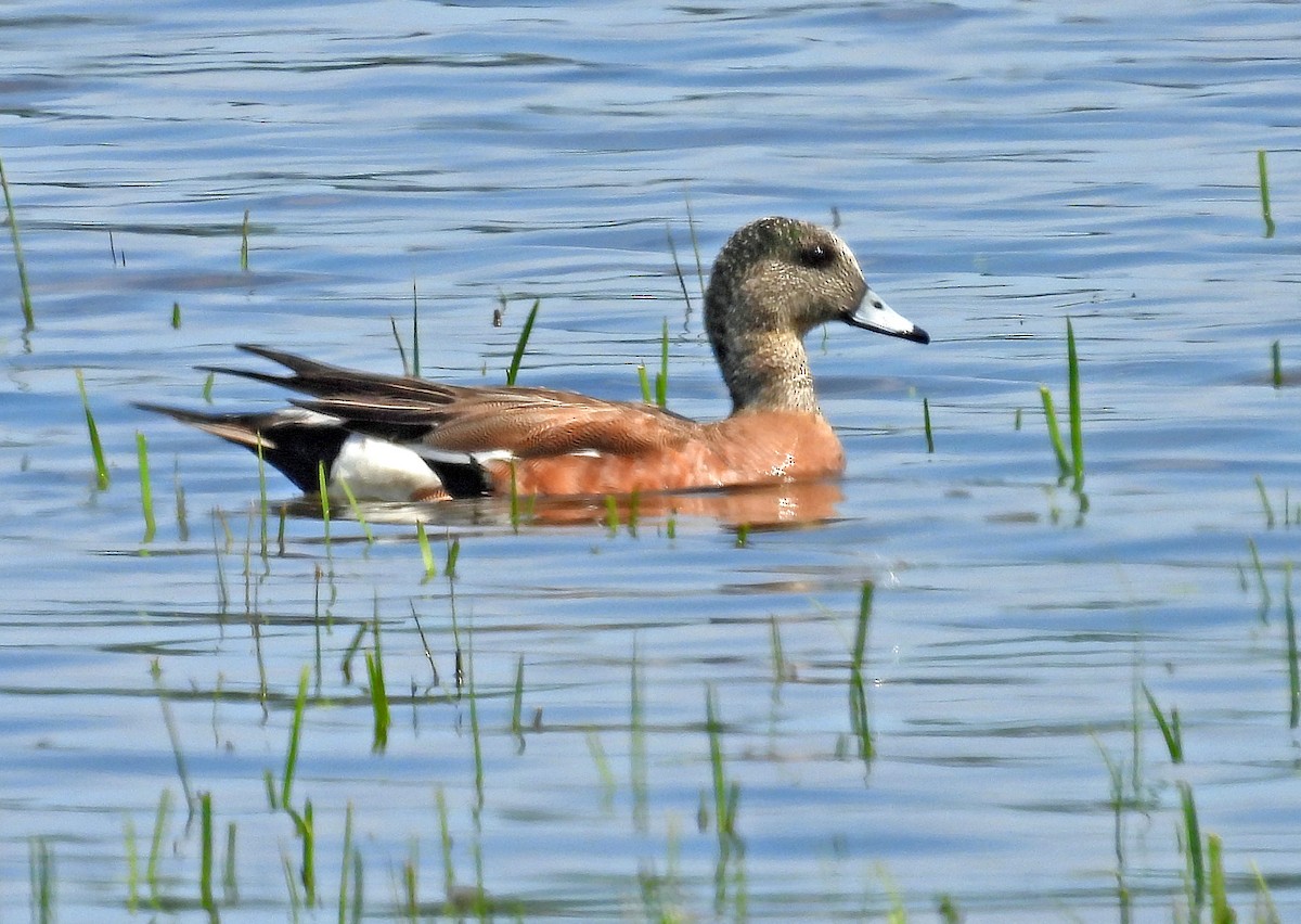 American Wigeon - ML360653381