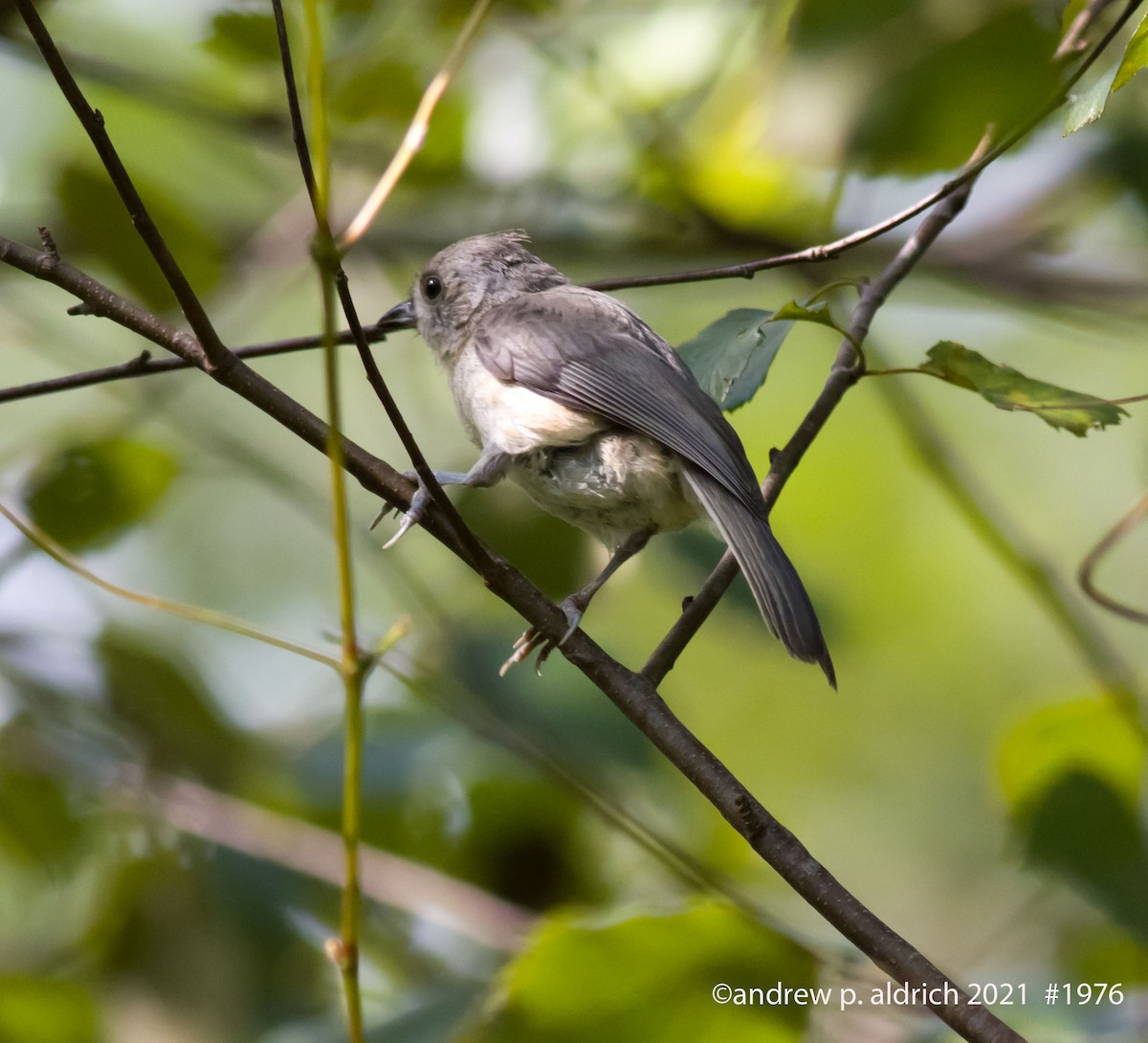 Tufted Titmouse - ML360655771