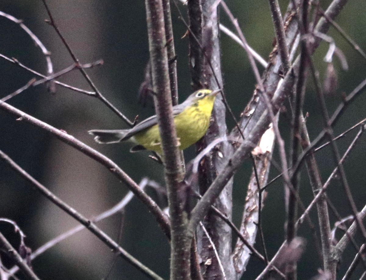 Canada Warbler - ML360656071