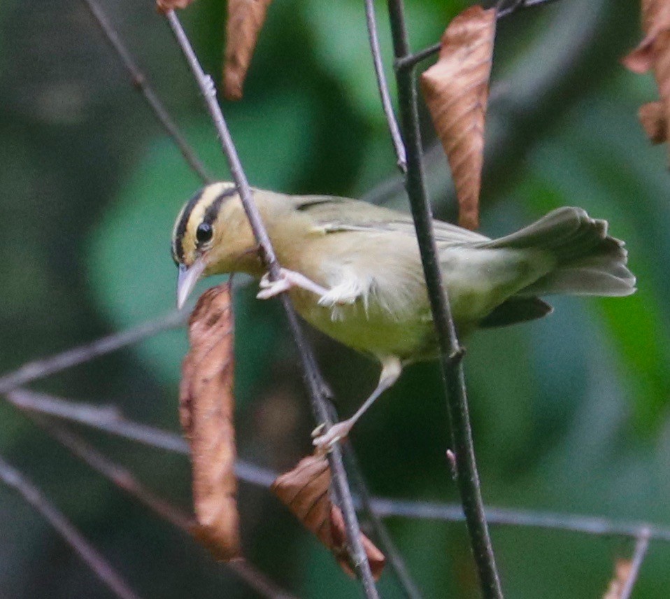 Worm-eating Warbler - ML360656351
