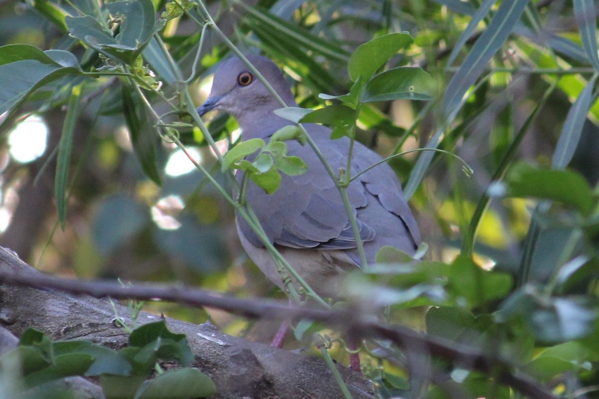 Plumbeous Pigeon - ML360656841